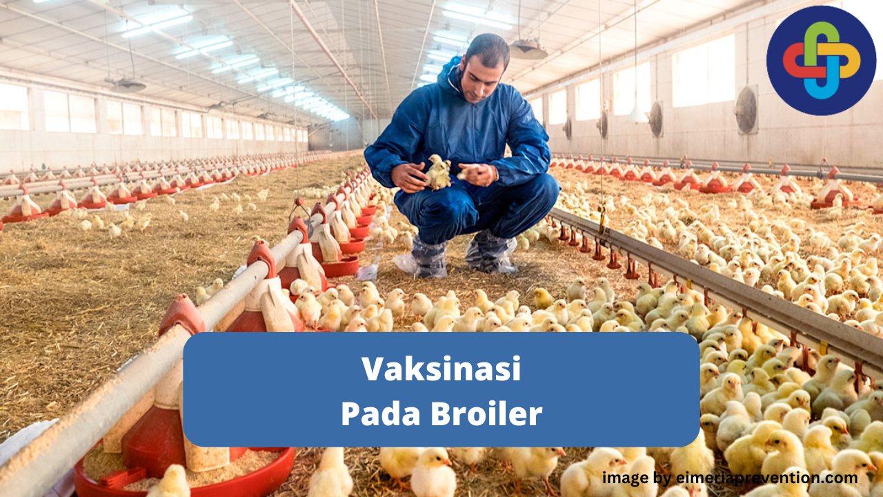 Definisi dan Cara Vaksinasi Broiler